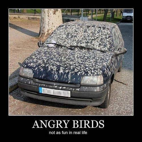 [Pilt: 4290_Real_life_angry_birds_1.jpg]